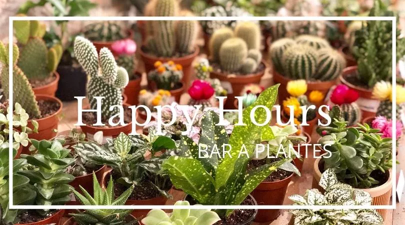 Little Liamone, le Bar &agrave; Plantes du 1e arrondissement, organise un Happy Hours !