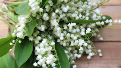 1er mai &agrave; Lyon : pourquoi dit-on que le muguet porte bonheur ?