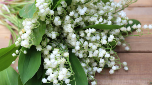 1er mai &agrave; Lyon : pourquoi dit-on que le muguet porte bonheur ?