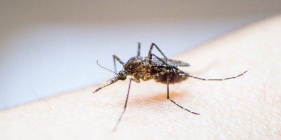 4 astuces pour dire bye bye aux piqûres de moustiques