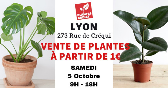 Vente de plantes à partir d'1 € avec Plantes addicts