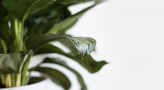 3 astuces pour sauver une plante en train de mourir