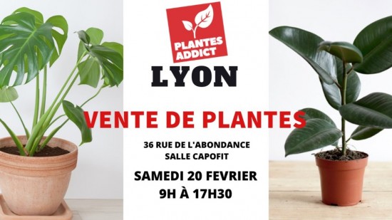 Shopping : Plantes à partir de 1€ by Plantes Addict