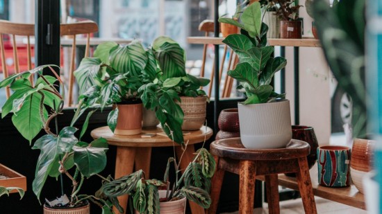 Grande vente de plantes à partir de 1€ à Lyon !