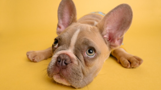 Un téléphone pour chiens va bientôt voir le jour !