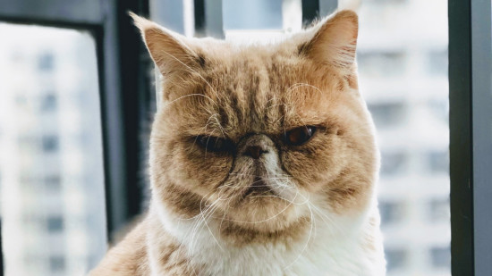 Découvrez si votre chat est un psychopathe grâce à un questionnaire en ligne !