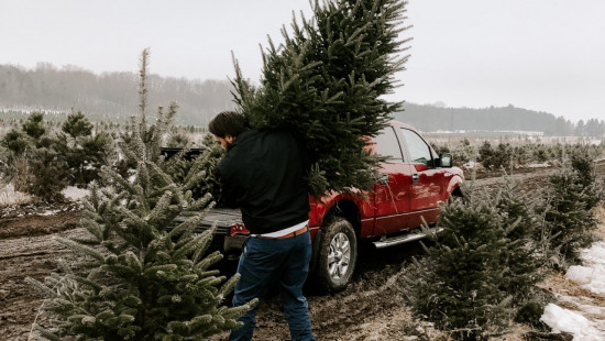 À lyon, la location de sapin offre une seconde vie à votre arbre de Noël !