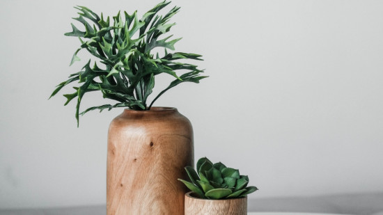 Une grande vente de plantes à partir d'1€ organisée en mars à Lyon !