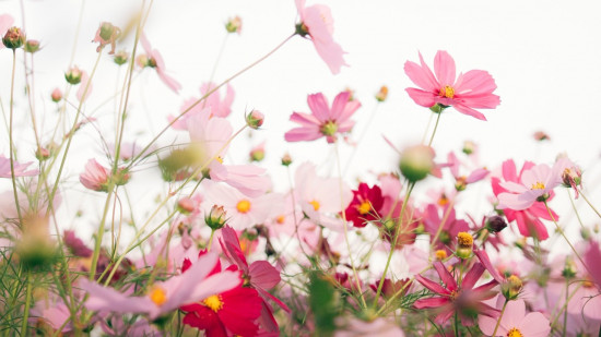 Sortie découverte des plantes médicinales à Lyon !
