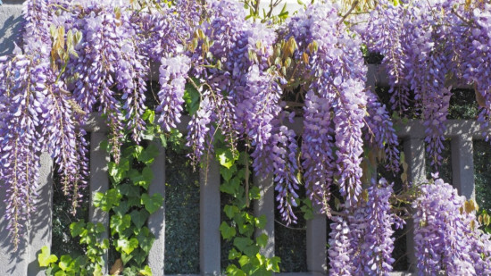 Le Festival des Glycines fait son retour à Montchat !