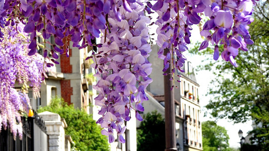 En avril, on célèbre les glycines en fleurs à Lyon !