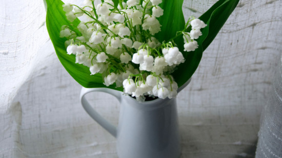 Le muguet du 1er mai, une tradition toujours en vogue