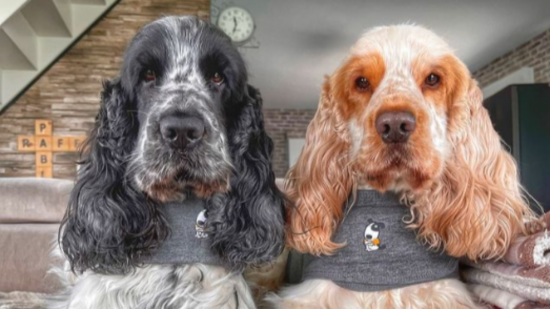 Cette application réinvente le quotidien des propriétaires d’animaux