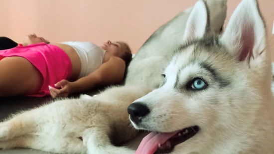 Un cours de yoga avec des chiots : la tendance du puppy yoga arrive à Lyon