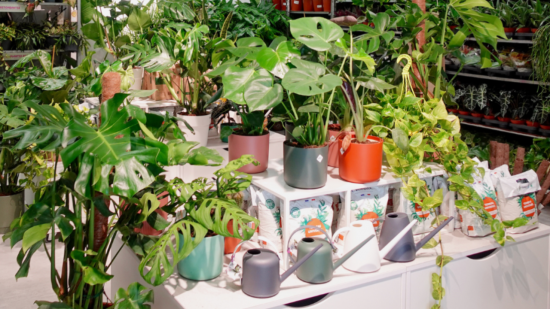 Une grande vente de plantes à petits prix ce week-end à Lyon