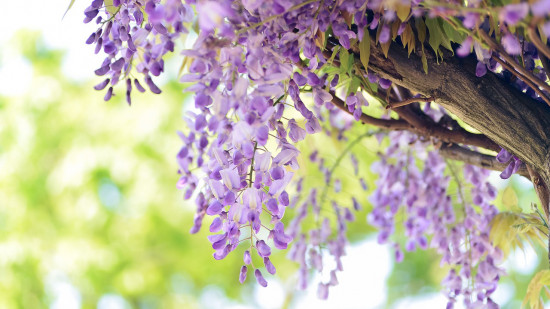 Le Festival des Glycines de retour à Lyon : on vous dit où aller pour faire les plus belles photos Le Festival des Glycines de retour à Lyon : on vous dit où aller pour faire les plus belles photos