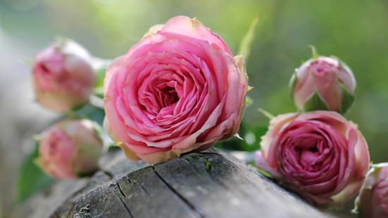 Lyon : un concours pour désigner les plus belles roses du monde