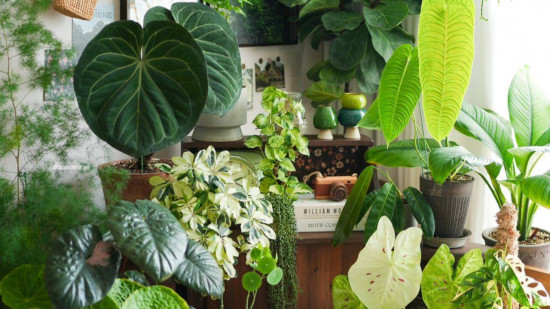 Cette grande vente de plantes de retour à Lyon pour plusieurs jours Cette grande vente de plantes de retour à Lyon pour plusieurs jours