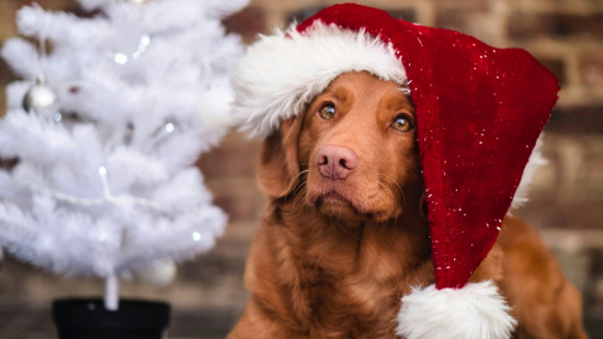 Ce grand marché de Noël au profit des animaux abandonnés est de retour près de Lyon Ce grand marché de Noël au profit des animaux abandonnés est de retour près de Lyon