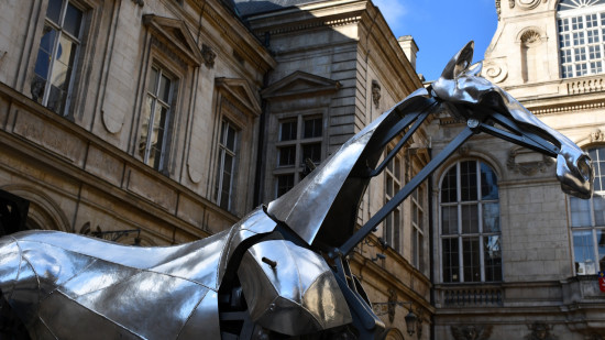 Star de la cérémonie d'ouverture des Jeux Olympiques de Paris, le cheval Zeus s'expose à Lyon (Vidéo)
