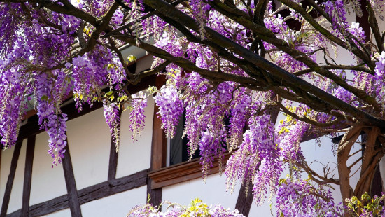 Ce célèbre festival va transformer ce quartier de Lyon en un grand jardin fleuri Ce célèbre festival va transformer ce quartier de Lyon en un grand jardin fleuri
