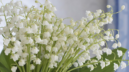 Pourquoi le muguet est la fleur à offrir le 1er mai ?