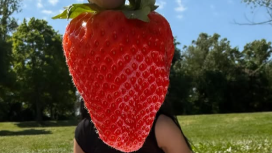 Dua Lipa à Lyon : quand la superstar pique-nique dans un parc avant son concert