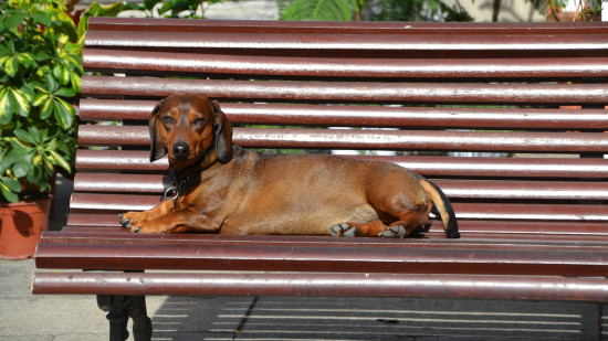 C’est quoi le Teckel Day, cette journée imaginée par une Lyonnaise passionnée par les chiens ? C’est quoi le Teckel Day, cette journée imaginée par une Lyonnaise passionnée par les chiens ?