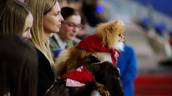 Un nouveau match d'OL Lyonnes avec des chiens dans les tribunes