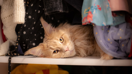 Une friperie &eacute;ph&eacute;m&egrave;re et solidaire &agrave; Lyon au profit des animaux