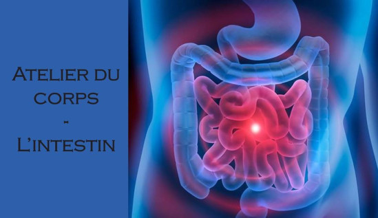 Atelier du corps : l'intestin