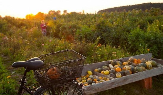 Animaux, grand air et oeufs frais : bienvenue à la ferme ! Animaux, grand air et oeufs frais : bienvenue à la ferme !
