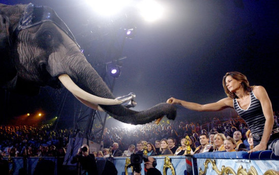 Stéphanie de Monaco prête à recueillir deux éléphantes à Monaco
« Nous avons une propriété pour elles ! » Stéphanie de Monaco prête à recueillir deux éléphantes à Monaco
« Nous avons une propriété pour elles ! »