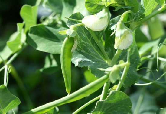 PAS-A-PAS : SEMER DES POIS PAS-A-PAS : SEMER DES POIS