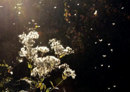 RHÔNE : AVEC LES BEAUX JOURS ATTENTION AU RETOUR DES POLLENS
