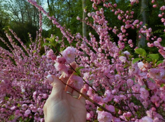 Belle au printemps !