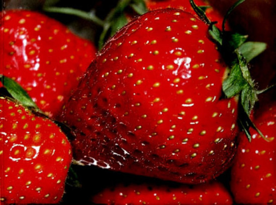 LA FRAISE, UN FRUIT QUI PROTEGE LES FEMMES