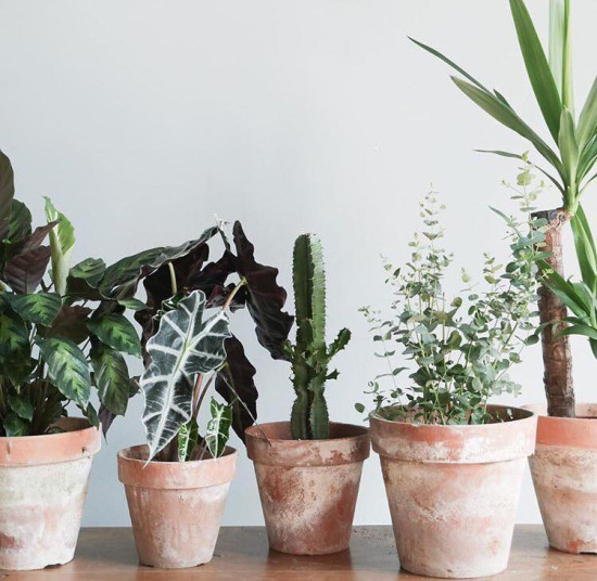 Venez découvrir Le Jardin Ephémère de Maison Bouture ! Venez découvrir Le Jardin Ephémère de Maison Bouture !