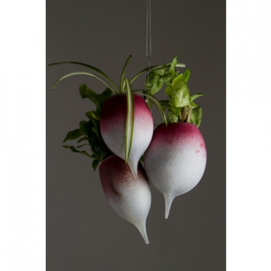 BOTTE DE RADIS A PLANTER BOTTE DE RADIS A PLANTER