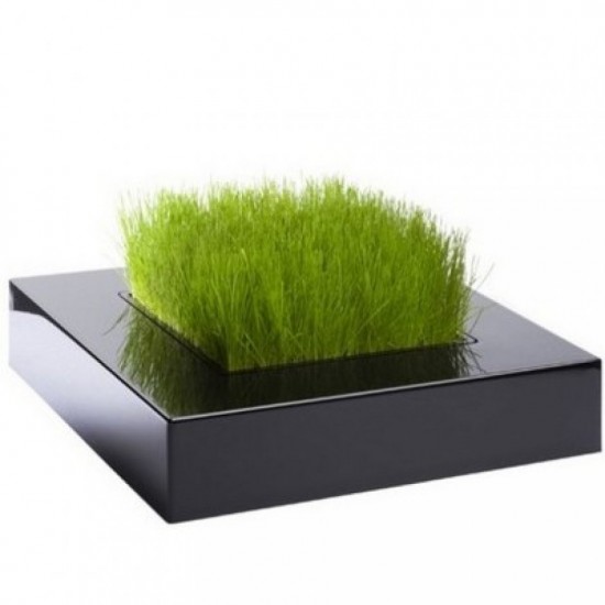 CARRÉ DE VERDURE CHLOROPHYLLE NOIR CARRÉ DE VERDURE CHLOROPHYLLE NOIR