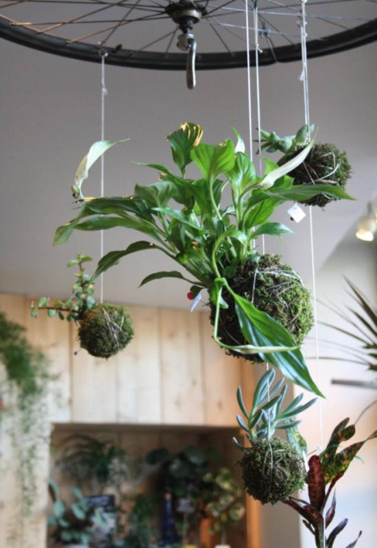 Kokedama : pour un arbre d'intérieur DIY