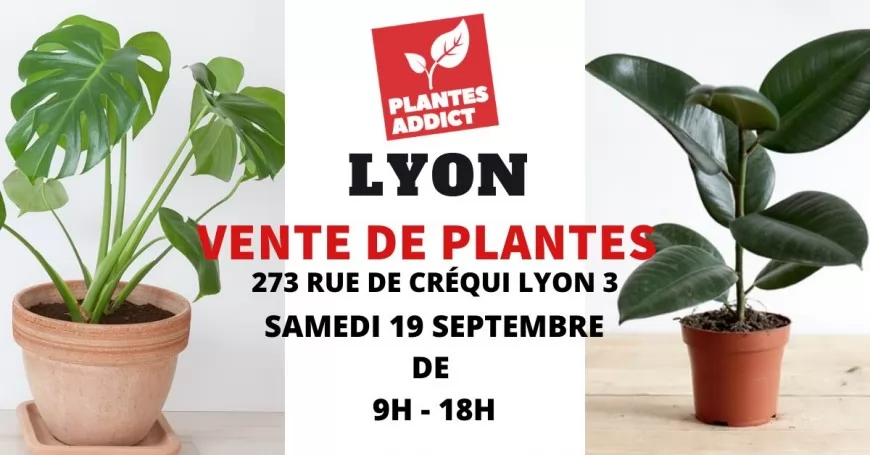 Vente de plantes à partir de 1€ by Plantes Addict