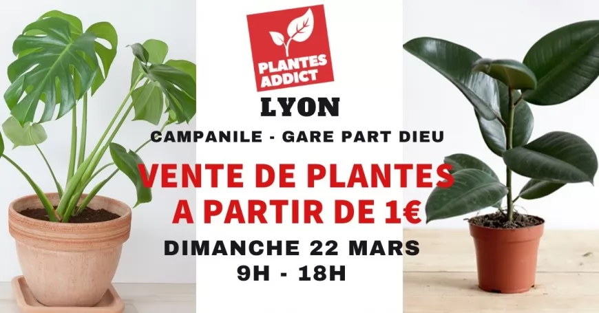 Vente de plantes à partir de 1€ by Plantes Addict