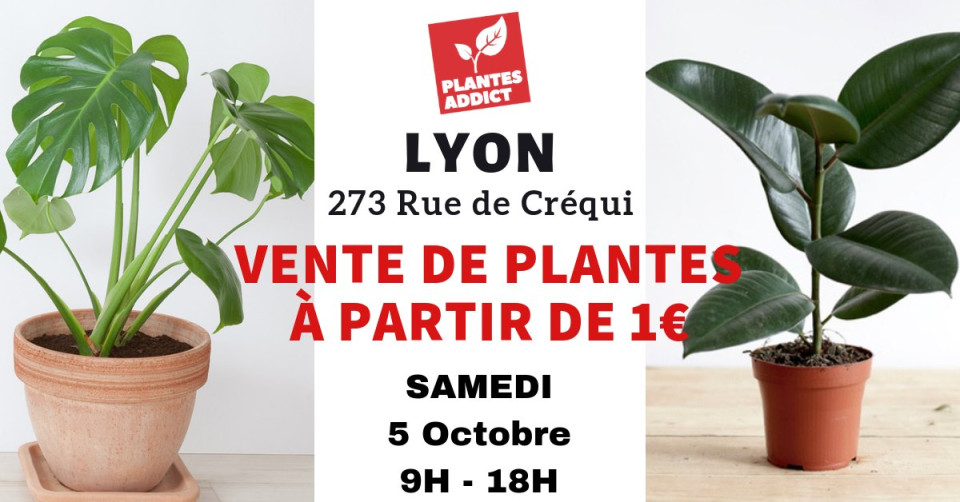 Vente de plantes à partir d'1 € avec Plantes addicts