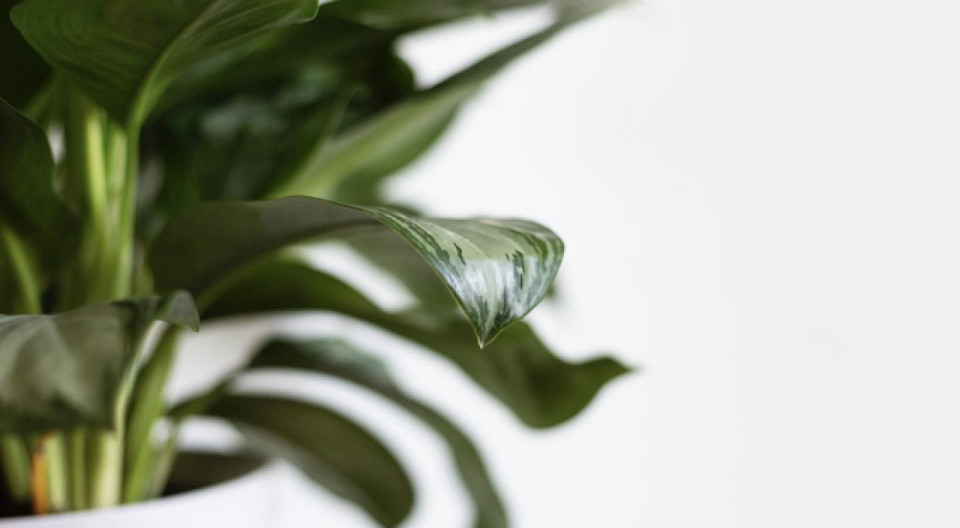 3 astuces pour sauver une plante en train de mourir