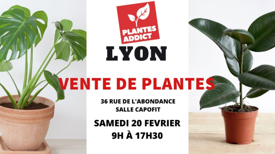 Shopping : Plantes à partir de 1€ by Plantes Addict