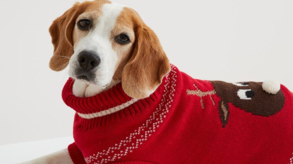 H&M sort une collection de pulls de Noël pour animaux !