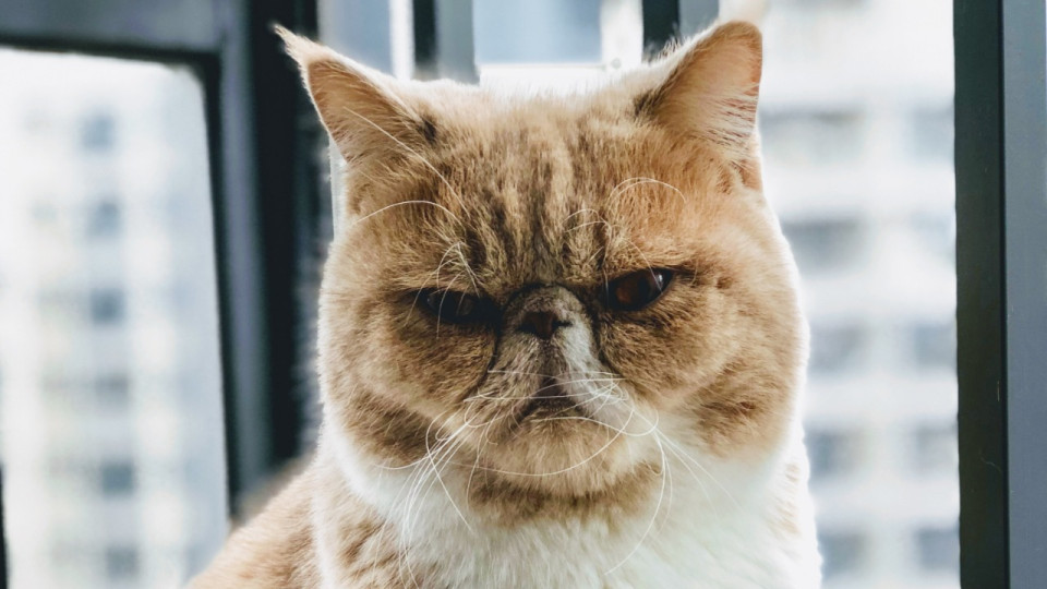 Découvrez si votre chat est un psychopathe grâce à un questionnaire en ligne !