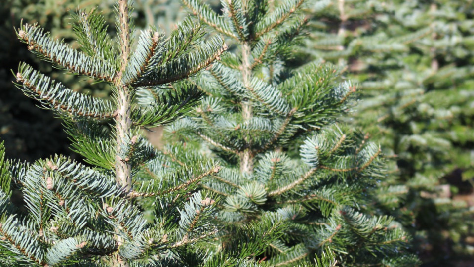 Voici la carte qui renseigne les points de collecte de sapins à Lyon !