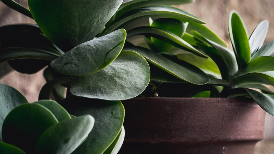 Une grande vente de plantes cette semaine à La Part Dieu !